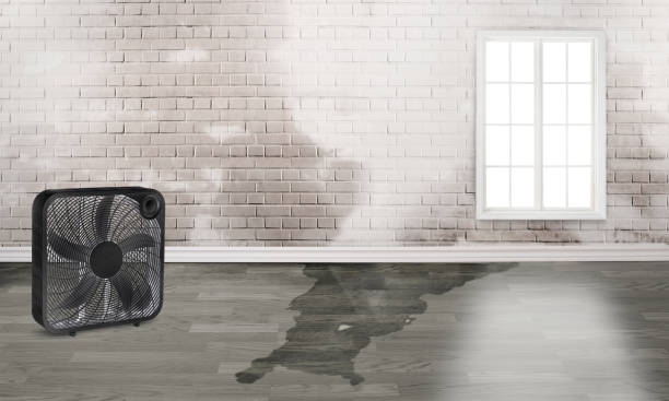 Best Flood restoration services  in La Nte, MO